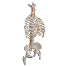 Load image into Gallery viewer, Model &quot;Clasic&quot; de coloană vertebrală umană flexibilă, cu coaste și capete de femur - 3B Smart Anatomy