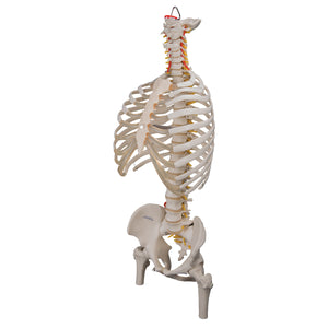 Model "Clasic" de coloană vertebrală umană flexibilă, cu coaste și capete de femur - 3B Smart Anatomy