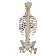 Load image into Gallery viewer, Model &quot;Clasic&quot; de coloană vertebrală umană flexibilă, cu coaste și capete de femur - 3B Smart Anatomy