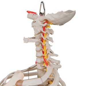 Model "Clasic" de coloană vertebrală umană flexibilă, cu coaste și capete de femur - 3B Smart Anatomy