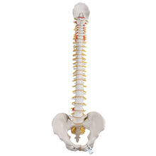 Load image into Gallery viewer, Model &quot;Clasic&quot; de coloană vertebrală umană flexibilă - 3B Smart Anatomy