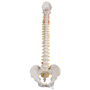 Model "Clasic" de coloană vertebrală umană flexibilă - 3B Smart Anatomy