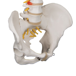 Model "Clasic" de coloană vertebrală umană flexibilă - 3B Smart Anatomy