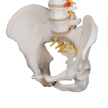 Load image into Gallery viewer, Model &quot;Clasic&quot; de coloană vertebrală umană flexibilă - 3B Smart Anatomy