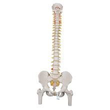 Load image into Gallery viewer, Model &quot;Clasic&quot; de coloană vertebrală umană flexibilă cu capete de femur - 3B Smart Anatomy