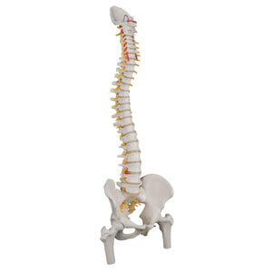 Model "Clasic" de coloană vertebrală umană flexibilă cu capete de femur - 3B Smart Anatomy