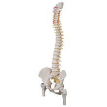 Load image into Gallery viewer, Model &quot;Clasic&quot; de coloană vertebrală umană flexibilă cu capete de femur - 3B Smart Anatomy