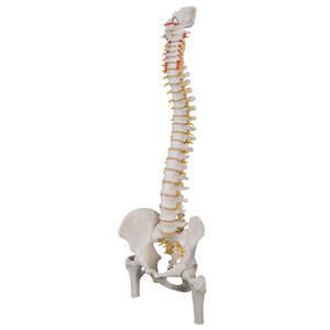 Model "Clasic" de coloană vertebrală umană flexibilă cu capete de femur - 3B Smart Anatomy