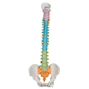 Model didactic flexibil de coloană vertebrală - 3B Smart Anatomy