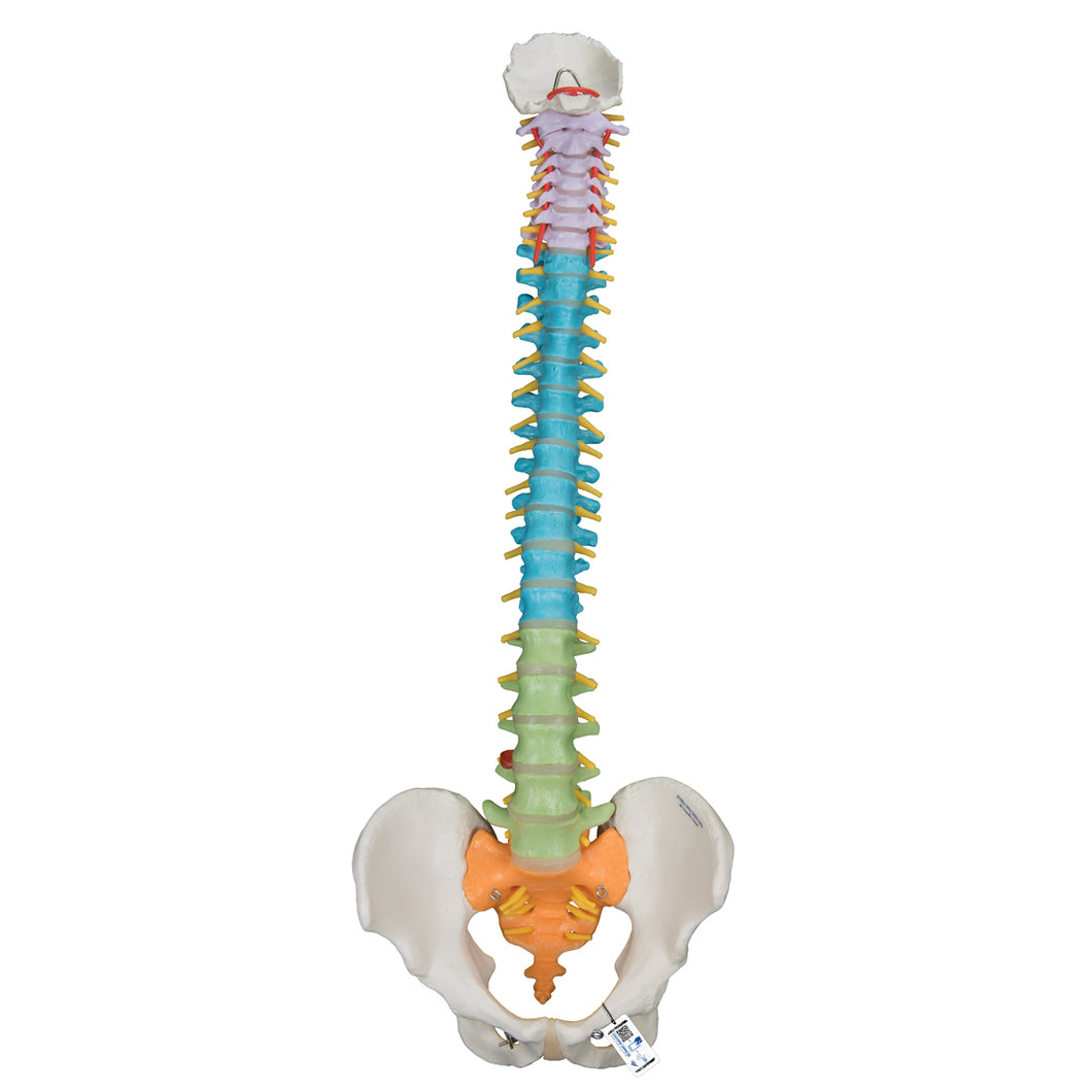 Model didactic flexibil de coloană vertebrală - 3B Smart Anatomy