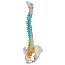 Load image into Gallery viewer, Model didactic flexibil de coloană vertebrală - 3B Smart Anatomy