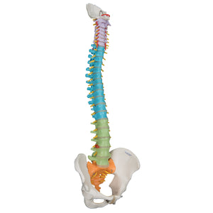 Model didactic flexibil de coloană vertebrală - 3B Smart Anatomy