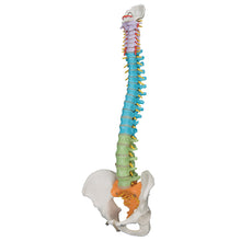 Load image into Gallery viewer, Model didactic flexibil de coloană vertebrală - 3B Smart Anatomy