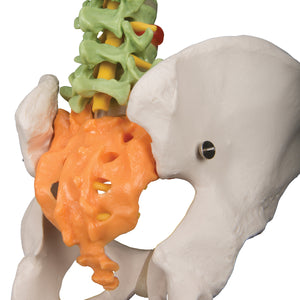 Model didactic flexibil de coloană vertebrală - 3B Smart Anatomy