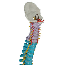 Load image into Gallery viewer, Model didactic flexibil de coloană vertebrală - 3B Smart Anatomy