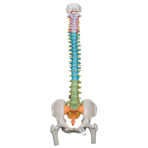 Model didactic flexibil de coloană vertebrală umană cu capete de femur - 3B Smart Anatomy