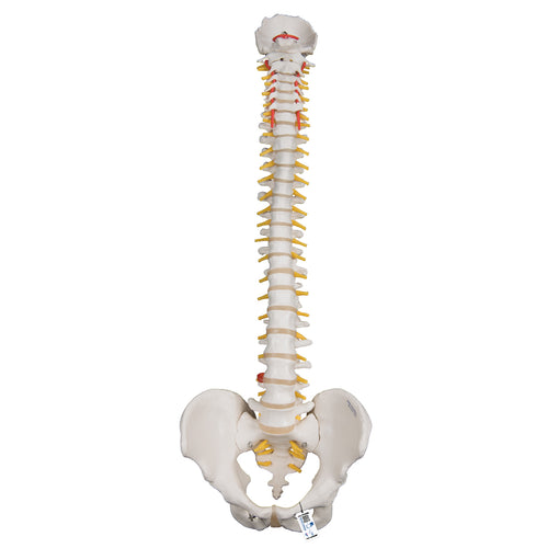 Model de coloană vertebrală umană foarte flexibilă, montat pe un miez flexibil - 3B Smart Anatomy