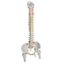 Load image into Gallery viewer, Model de coloană vertebrală umană foarte flexibilă, montat pe un miez flexibil, cu capete de femur - 3B Smart Anatomy