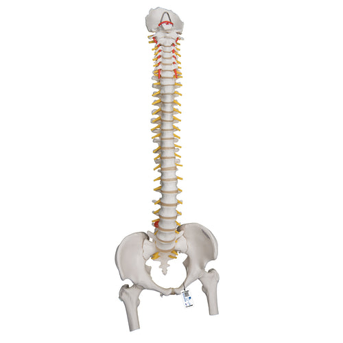 Model de coloană vertebrală umană foarte flexibilă, montat pe un miez flexibil, cu capete de femur - 3B Smart Anatomy