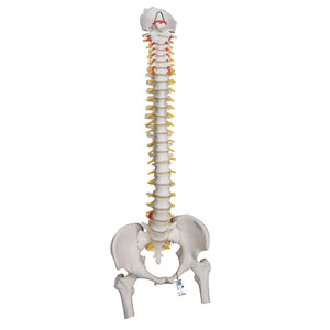 Model de coloană vertebrală umană foarte flexibilă, montat pe un miez flexibil, cu capete de femur - 3B Smart Anatomy