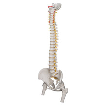 Load image into Gallery viewer, Model de coloană vertebrală umană foarte flexibilă, montat pe un miez flexibil, cu capete de femur - 3B Smart Anatomy