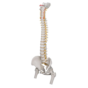 Model de coloană vertebrală umană foarte flexibilă, montat pe un miez flexibil, cu capete de femur - 3B Smart Anatomy