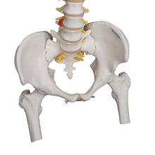 Load image into Gallery viewer, Model de coloană vertebrală umană foarte flexibilă, montat pe un miez flexibil, cu capete de femur - 3B Smart Anatomy