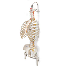 Load image into Gallery viewer, Suport pentru coloane vertebrale şi schelete, 3 componente