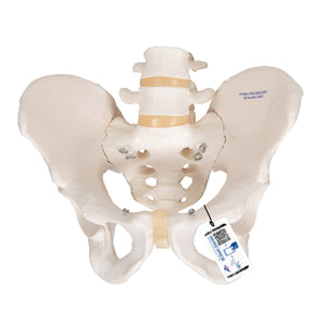 Model de schelet pelvis uman masculin - 3B Smart Anatomy