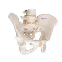 Load image into Gallery viewer, Model de schelet pelvis uman masculin - 3B Smart Anatomy