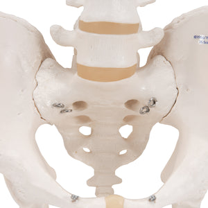 Model de schelet pelvis uman masculin - 3B Smart Anatomy