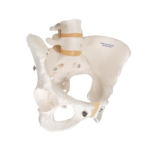 Model de schelet pelvis uman feminin - 3B Smart Anatomy