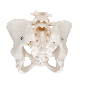 Model de schelet pelvis uman feminin - 3B Smart Anatomy