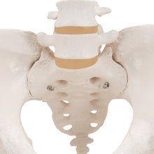 Load image into Gallery viewer, Model de schelet pelvis uman feminin - 3B Smart Anatomy