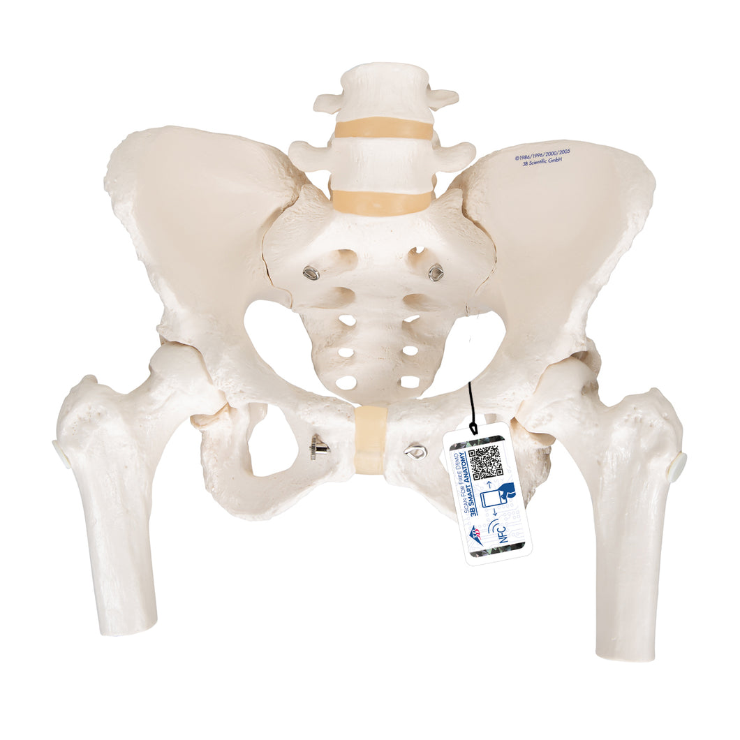 Model de schelet pelvis uman feminin, cu capete mobile de femur - 3B Smart Anatomy