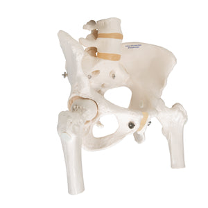 Model de schelet pelvis uman feminin, cu capete mobile de femur - 3B Smart Anatomy