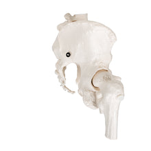 Load image into Gallery viewer, Model de schelet pelvis uman feminin, cu capete mobile de femur - 3B Smart Anatomy