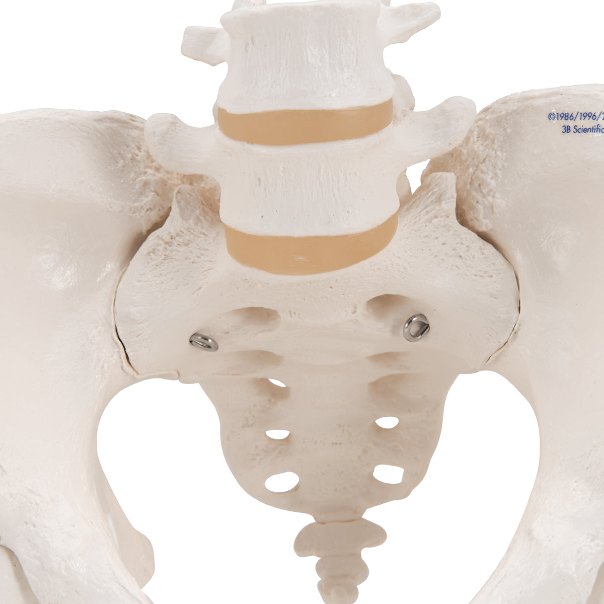 Schelet Loading Model de schelet pelvis uman feminin, cu capete mobile de femur - 3B S ...