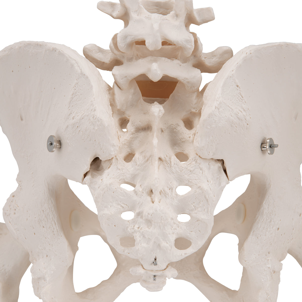 Schelet Loading Model de schelet pelvis uman feminin, cu capete mobile de femur - 3B S ...