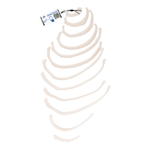 Model de coaste umane - 3B Smart Anatomy