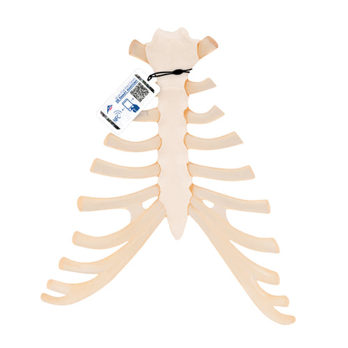 Model de stern uman cu cartilaj costal - 3B Smart Anatomy