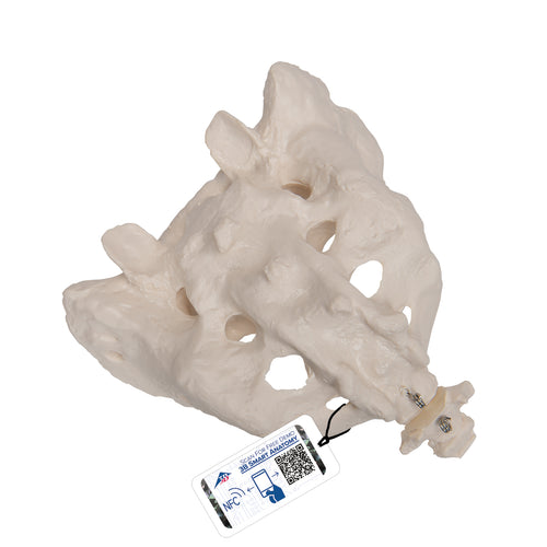 Model de sacrum şi coccis uman  - 3B Smart Anatomy