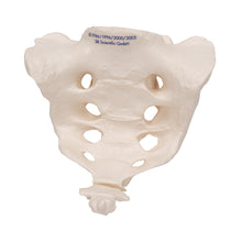 Load image into Gallery viewer, Model de sacrum şi coccis uman  - 3B Smart Anatomy