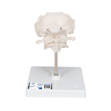 Load image into Gallery viewer, Model atlas şi axă cu placă occipitală, montată pe fir, pe suport detaşabil - 3B Smart Anatomy