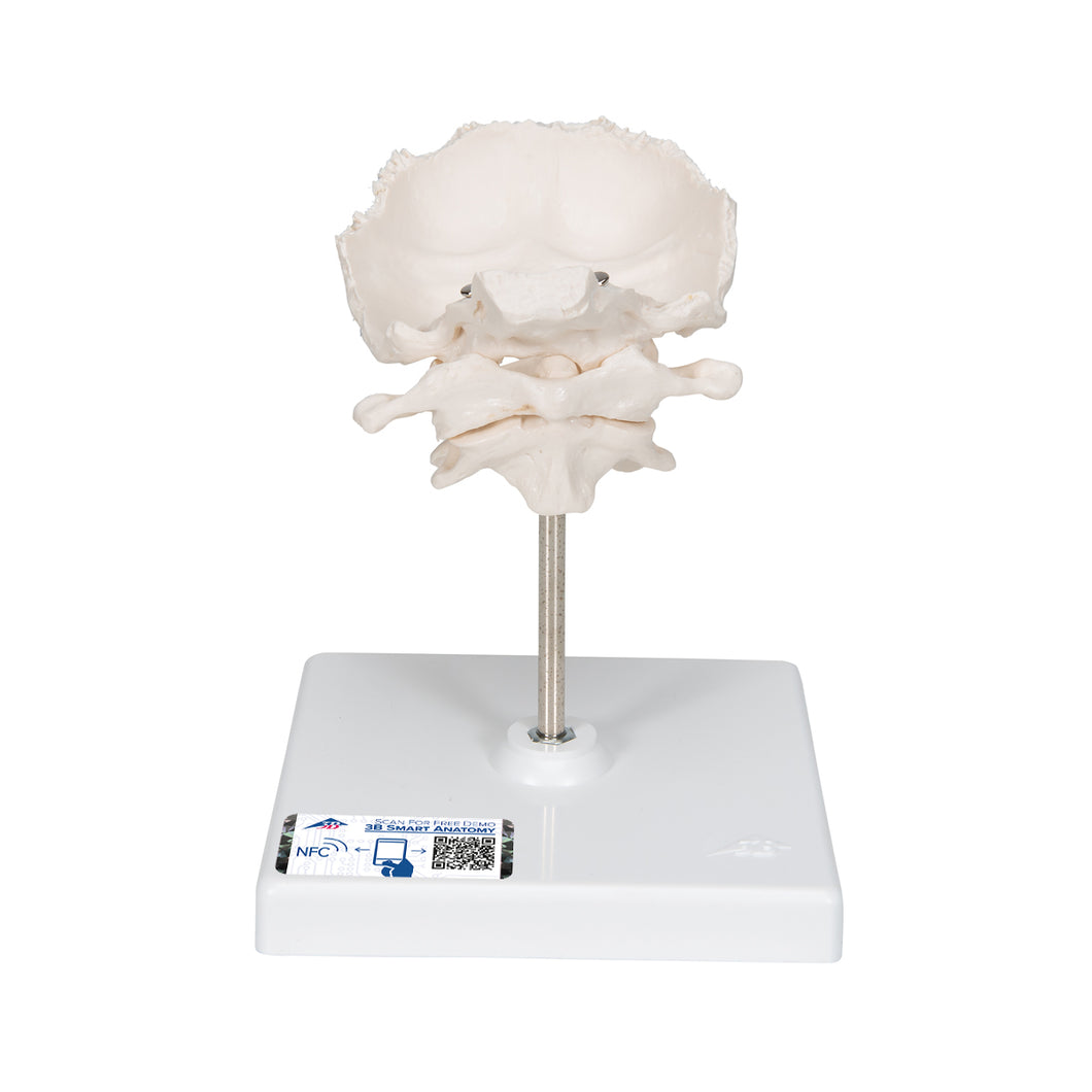 Model atlas şi axă cu placă occipitală, montată pe fir, pe suport detaşabil - 3B Smart Anatomy