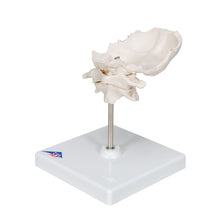 Load image into Gallery viewer, Model atlas şi axă cu placă occipitală, montată pe fir, pe suport detaşabil - 3B Smart Anatomy