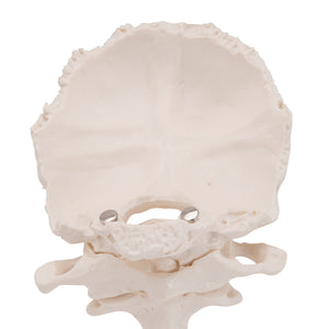 Model atlas şi axă cu placă occipitală, montată pe fir, pe suport detaşabil - 3B Smart Anatomy