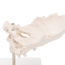 Load image into Gallery viewer, Model atlas şi axă cu placă occipitală, montată pe fir, pe suport detaşabil - 3B Smart Anatomy