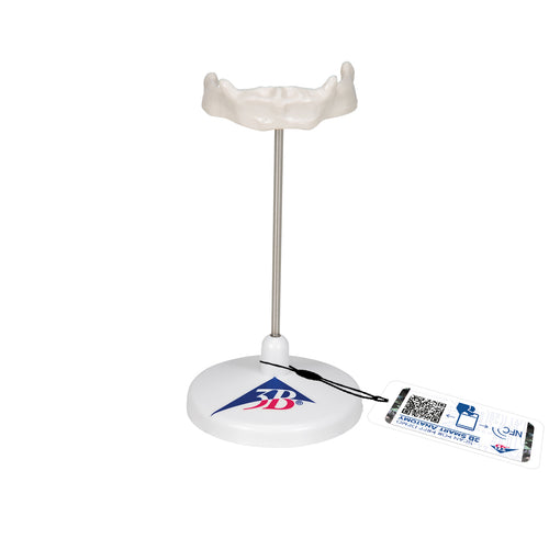 Model de os hioid uman, pe suport - 3B Smart Anatomy