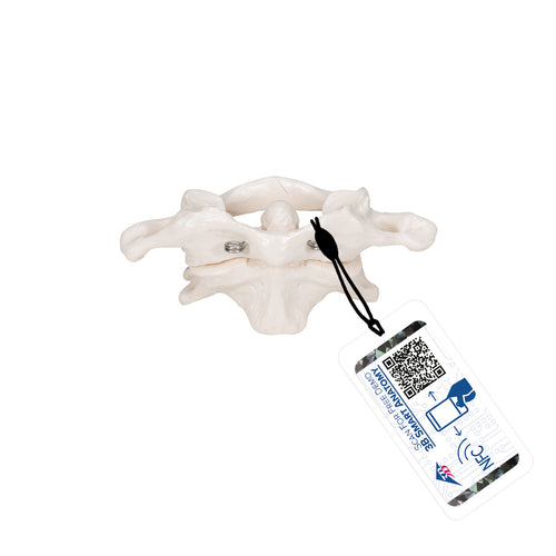 Model de atlas şi axă uman, montate pe fir - 3B Smart Anatomy